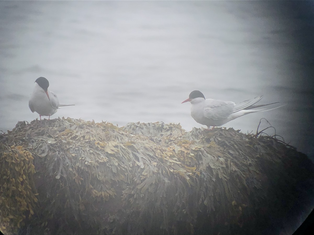 Arctic Tern - ML448122051