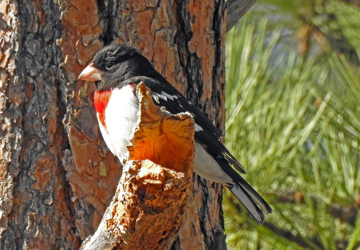 Rose-breasted Grosbeak - ML448123011