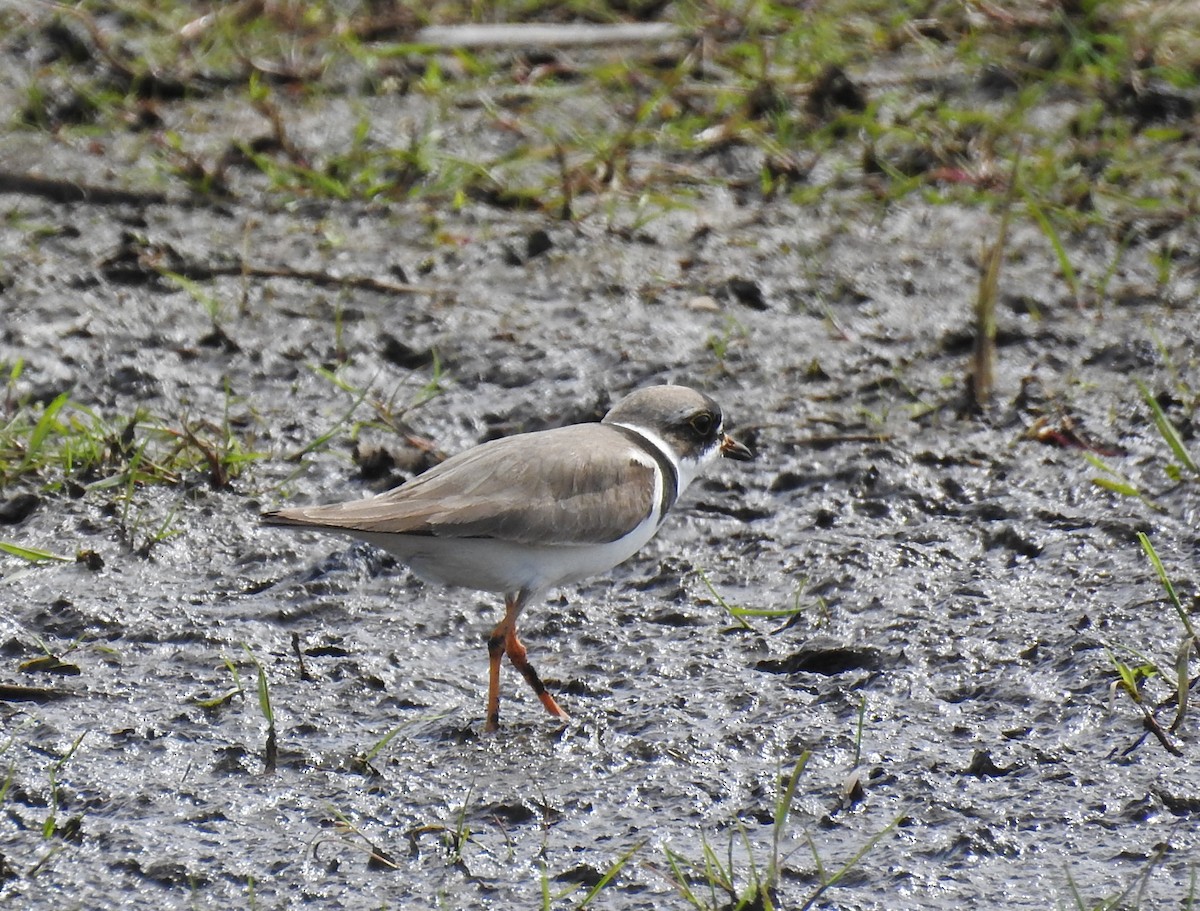 Semipalmated Plover - ML448123201