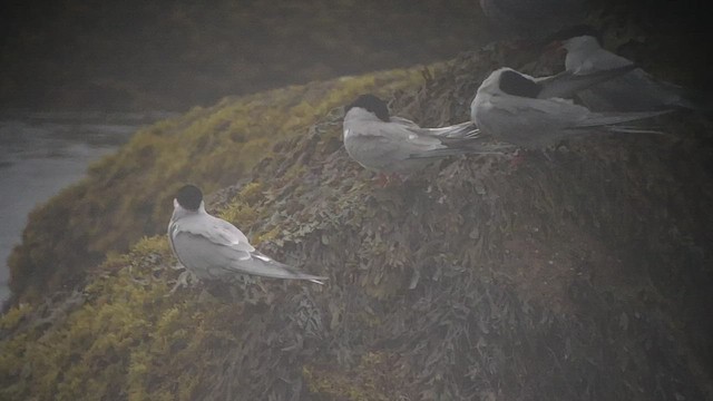 Arctic Tern - ML448123541