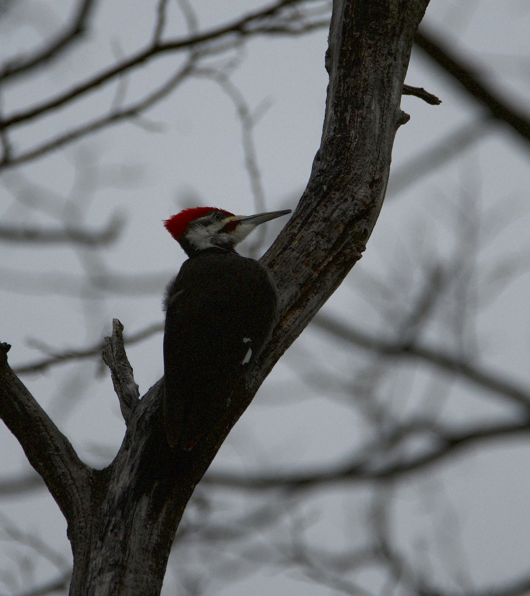 Pileated Woodpecker - ML448123791