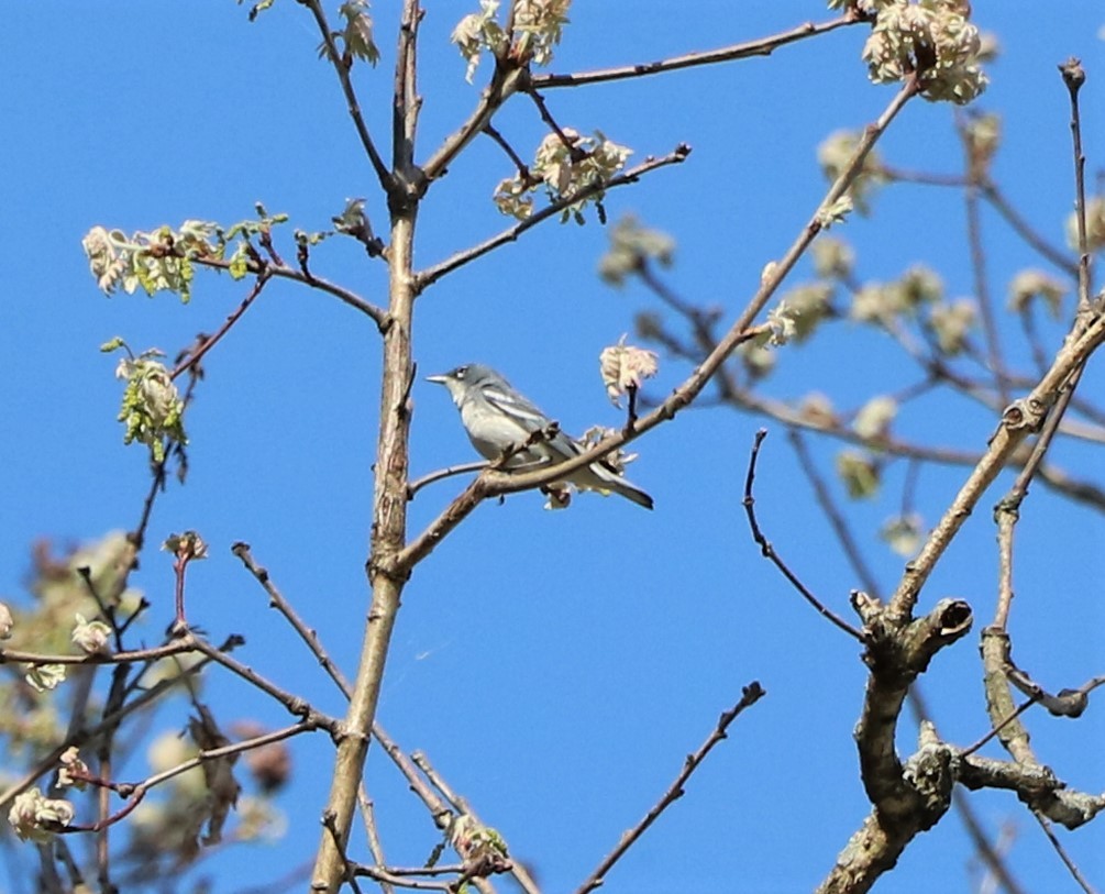 Cerulean Warbler x Northern Parula (hybrid) - ML448125451