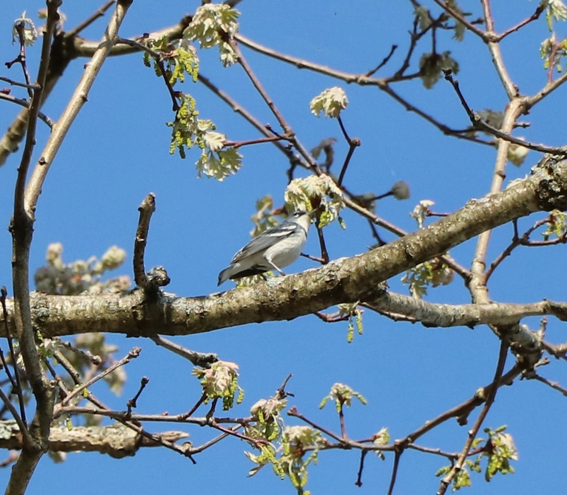Cerulean Warbler x Northern Parula (hybrid) - ML448125461