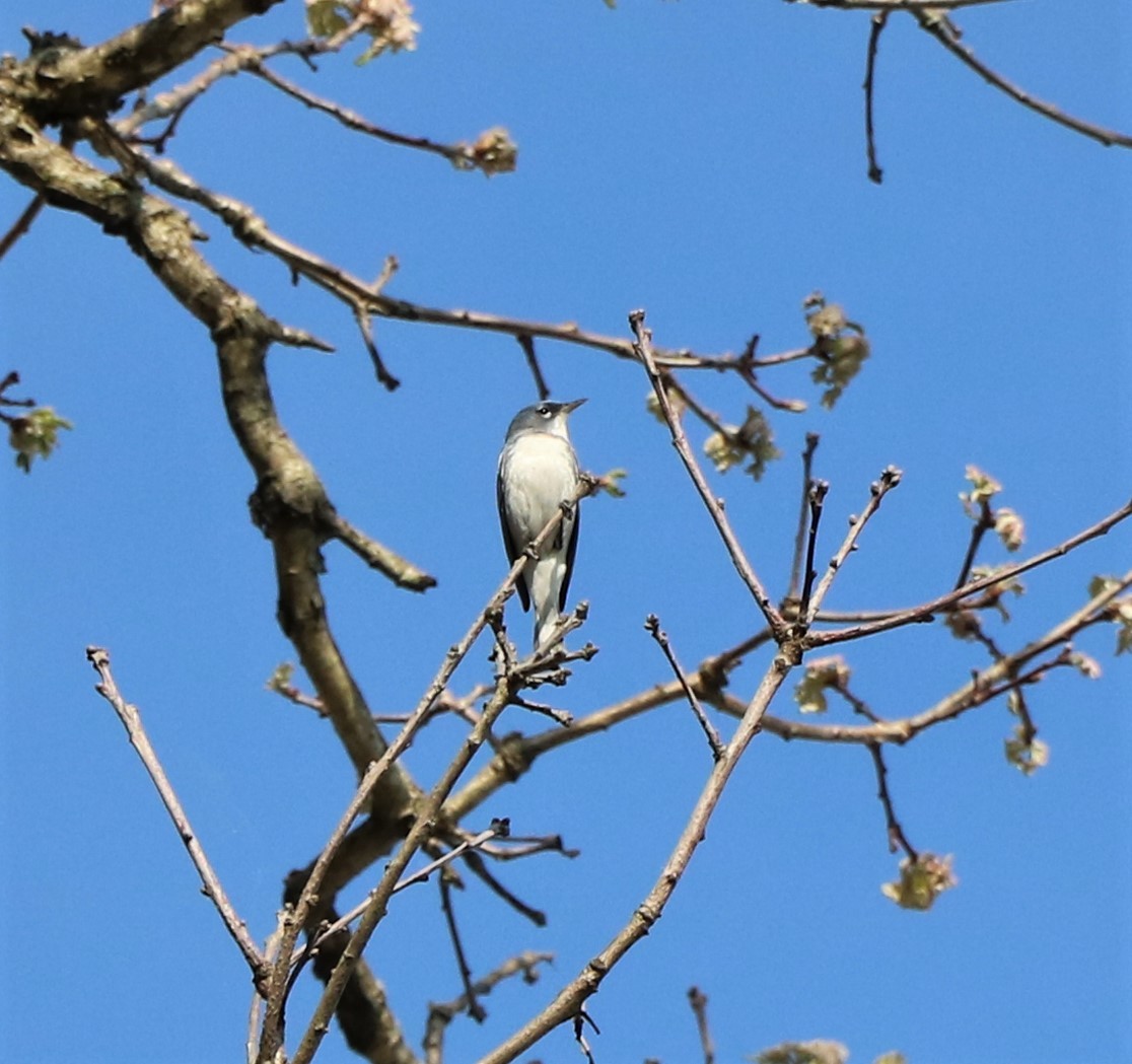 Cerulean Warbler x Northern Parula (hybrid) - ML448125481