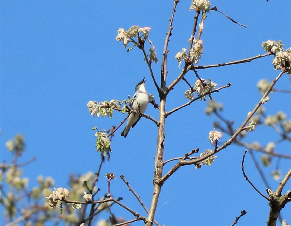 Cerulean Warbler x Northern Parula (hybrid) - ML448125571