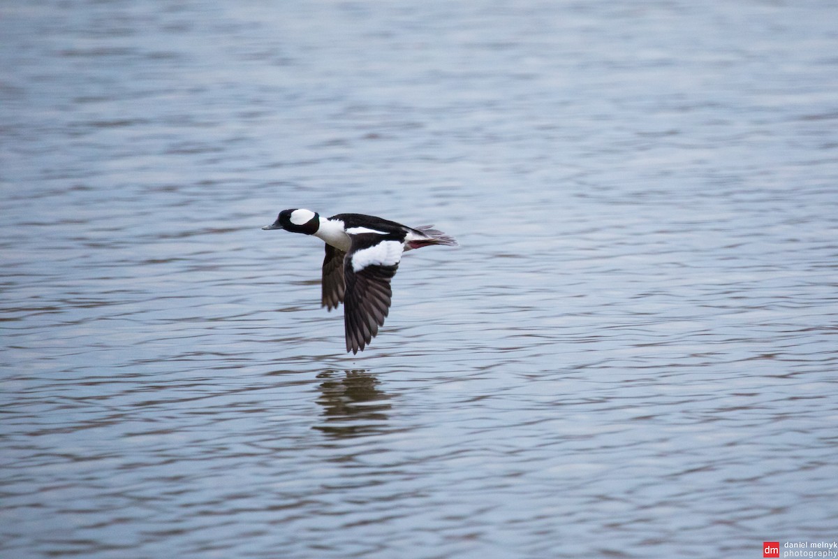 Bufflehead - ML448126521