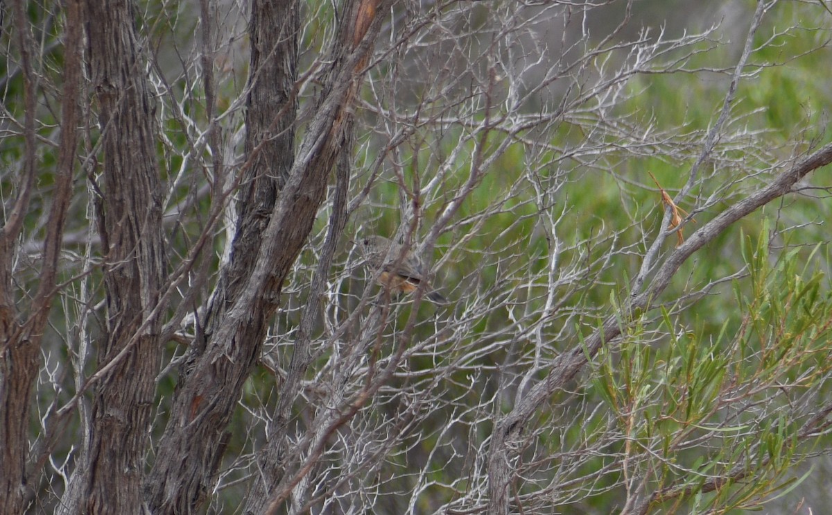 Inland Thornbill - Stephen Cox