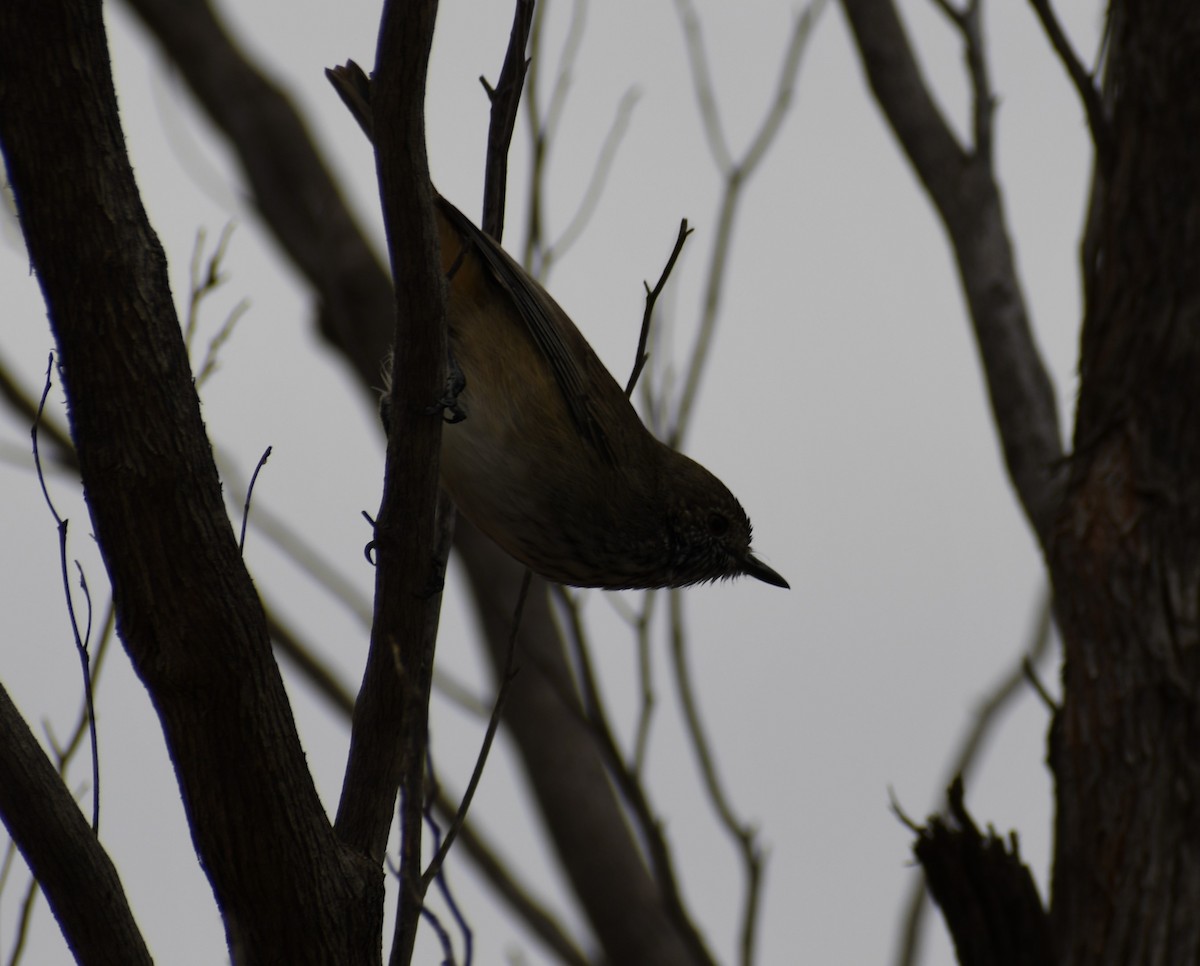 Inland Thornbill - Stephen Cox