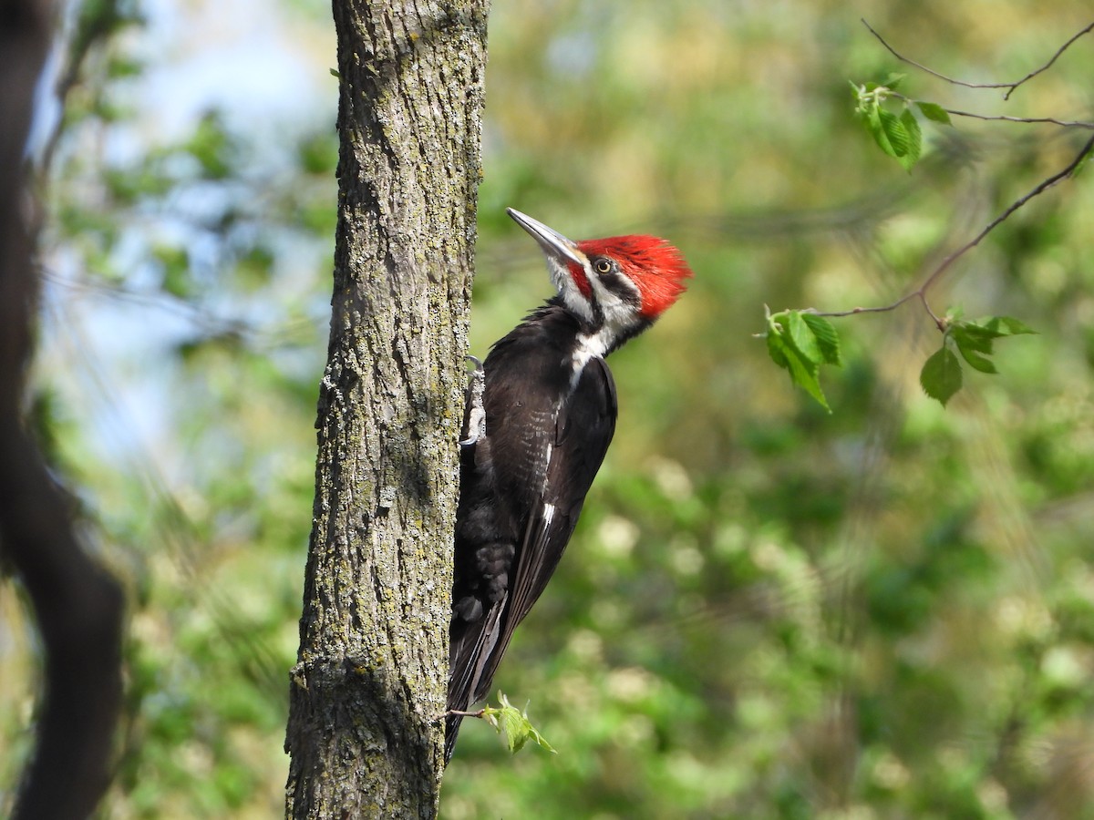 Pileated Woodpecker - ML448129271