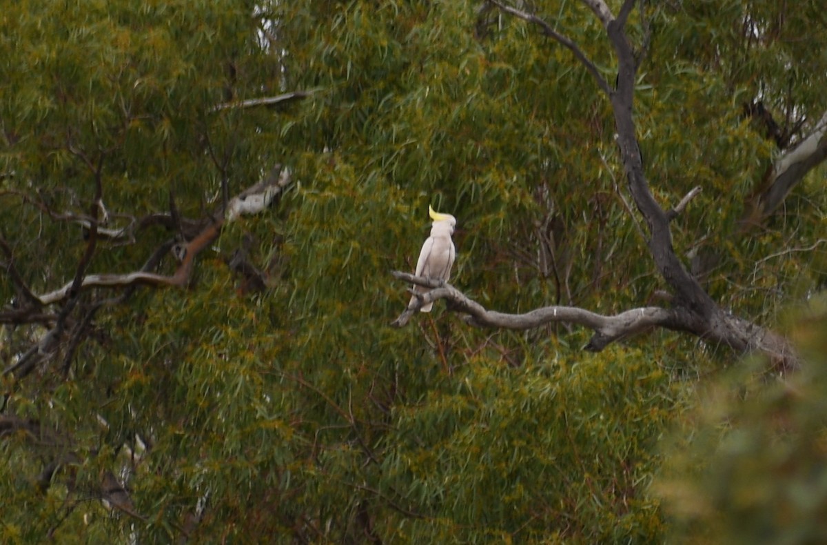 Sulphur-crested Cockatoo - ML448129331