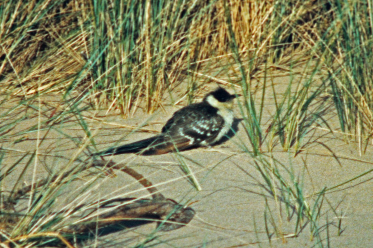 Great Spotted Cuckoo - ML44812941