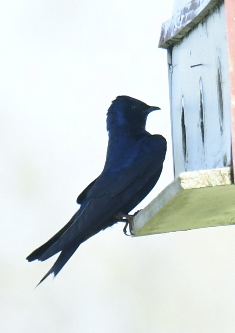 Purple Martin - Gary Roberts