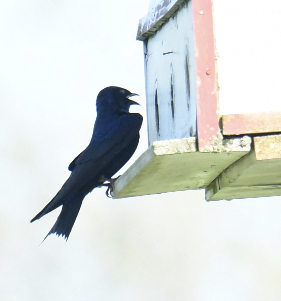 Purple Martin - Gary Roberts