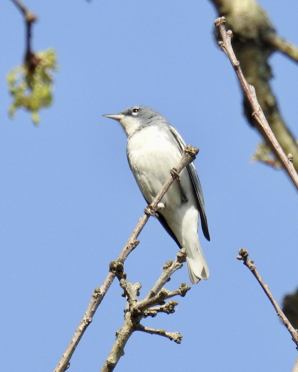 Cerulean Warbler x Northern Parula (hybrid) - ML448131271