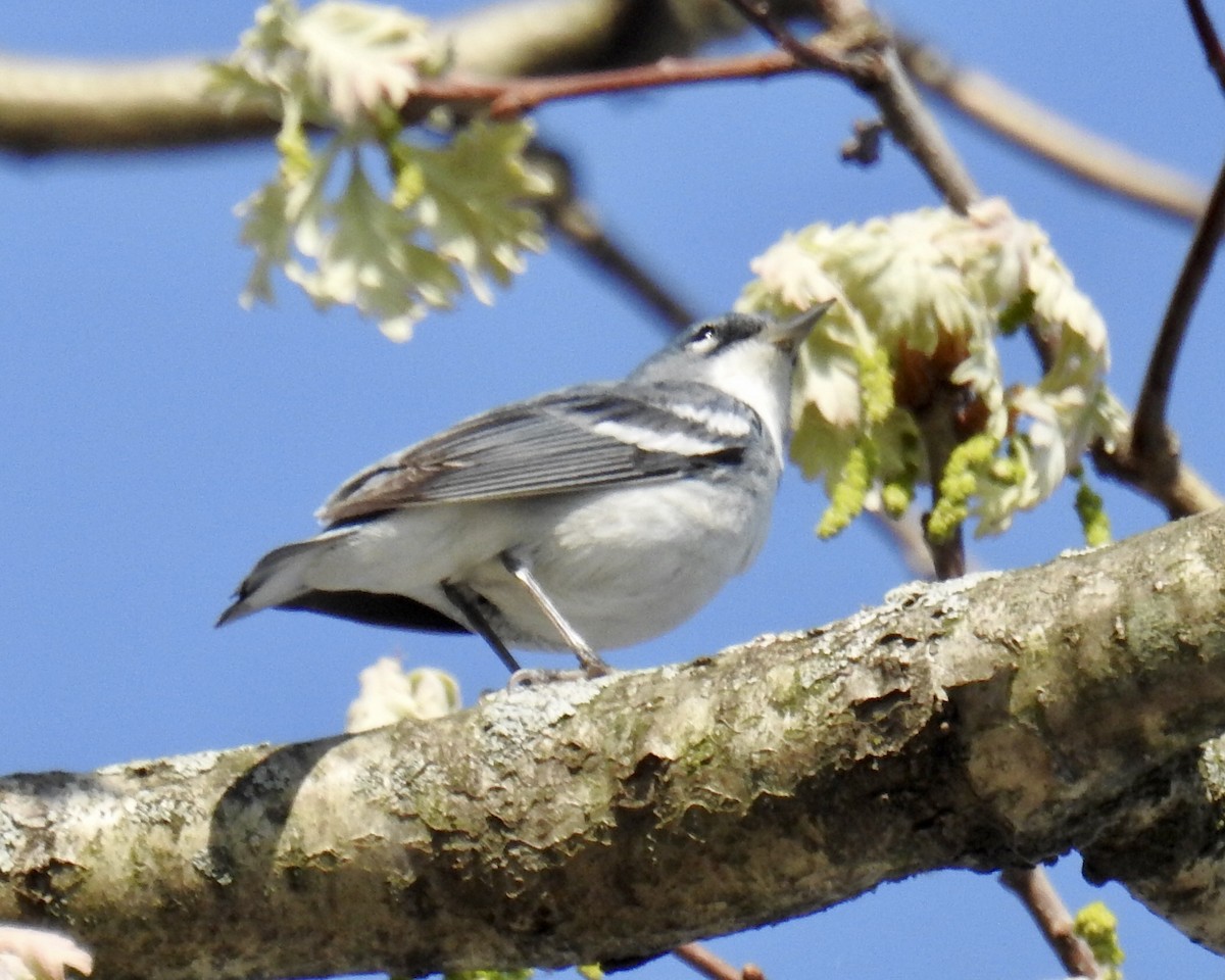 Cerulean Warbler x Northern Parula (hybrid) - ML448131321