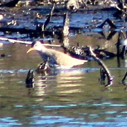 Spotted Sandpiper - ML448132041