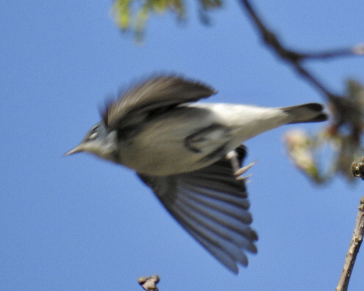 Cerulean Warbler x Northern Parula (hybrid) - ML448132131
