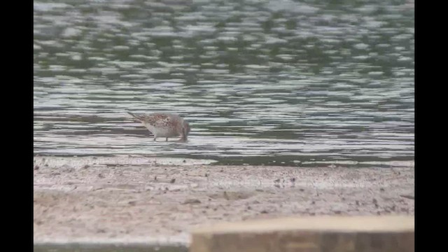 White-rumped Sandpiper - ML448132301