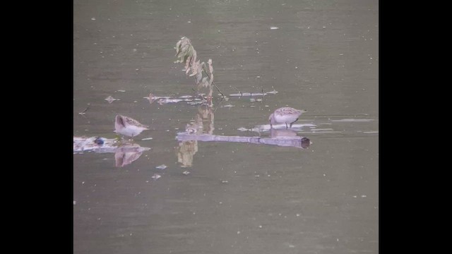 Semipalmated Sandpiper - ML448133041