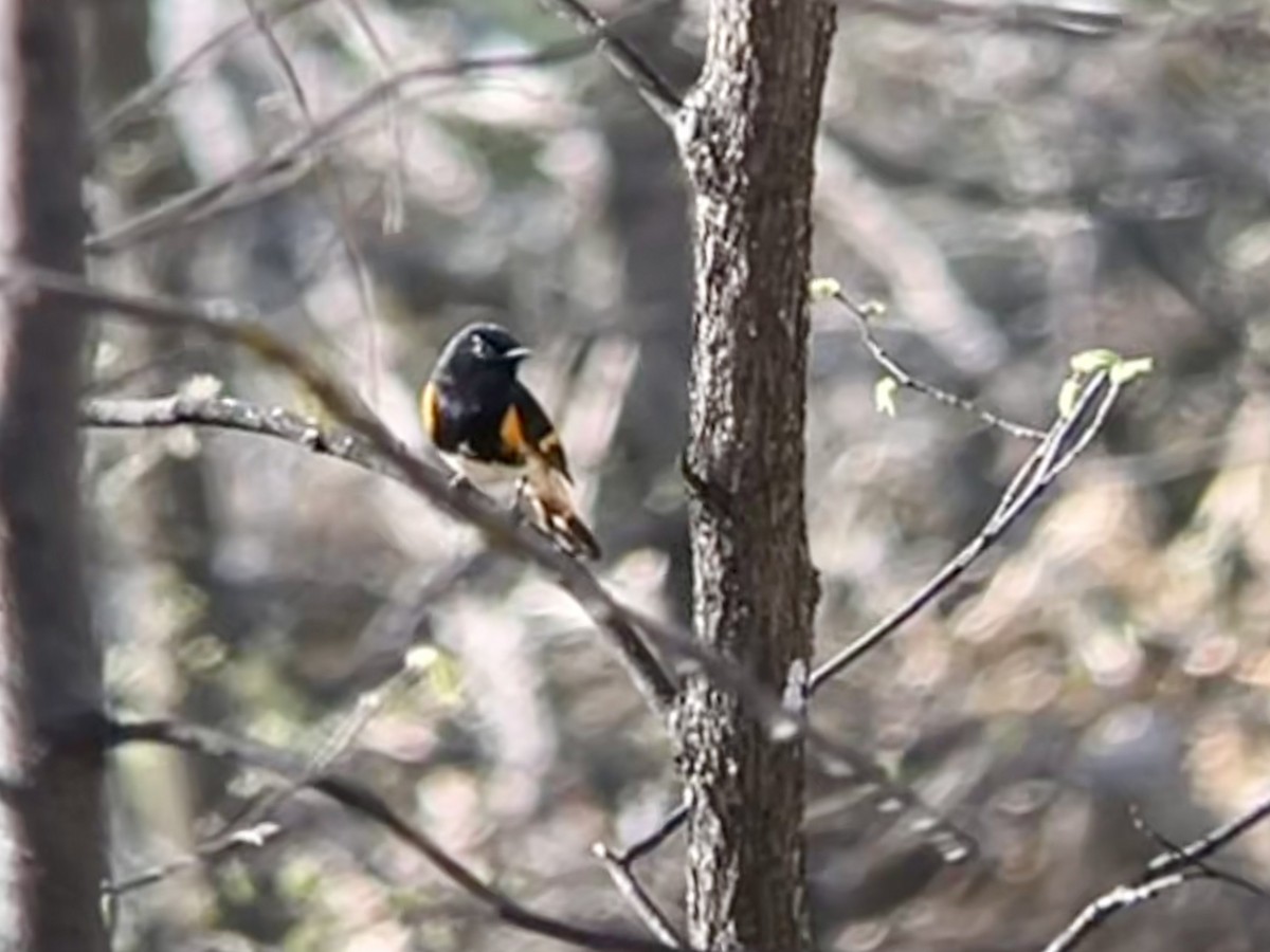 American Redstart - ML448133291