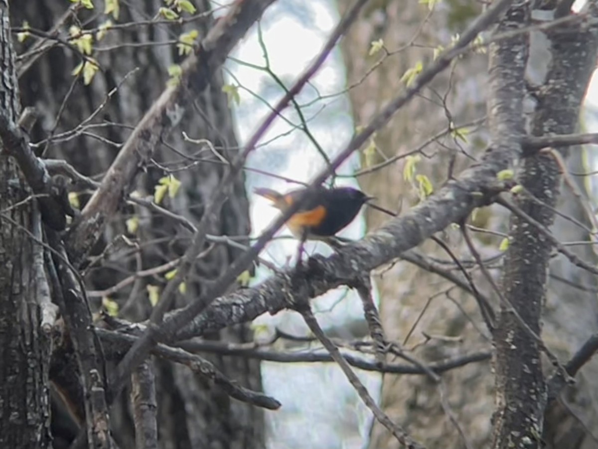 American Redstart - ML448133311