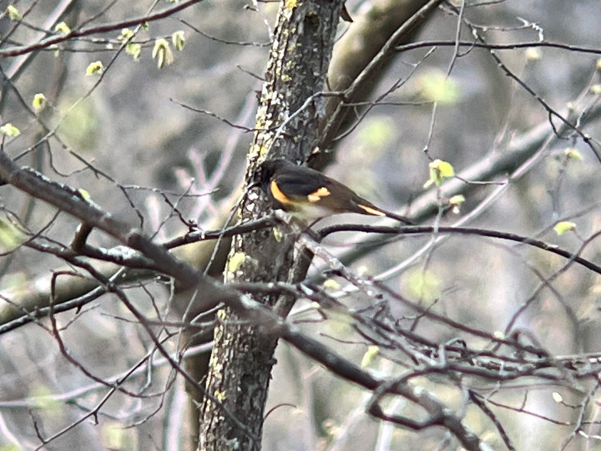 American Redstart - ML448133321