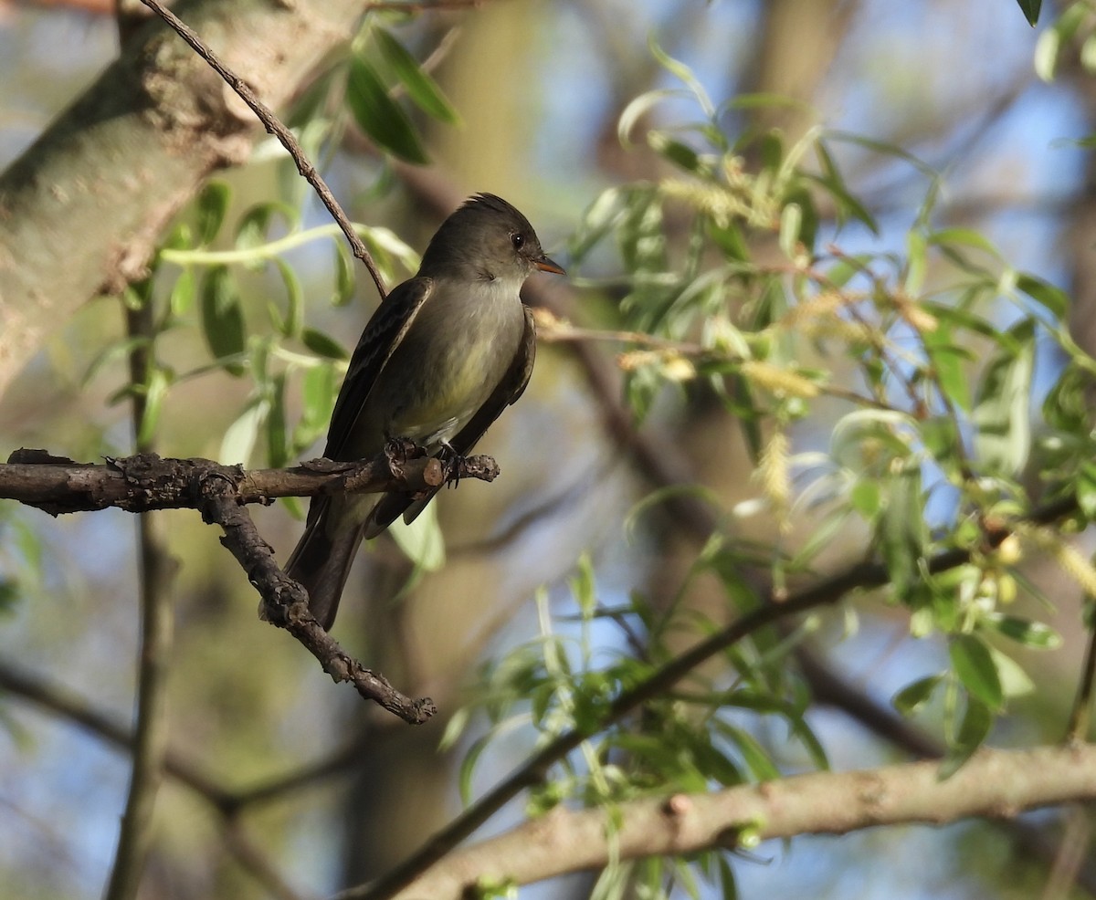 Eastern Wood-Pewee - ML448136671