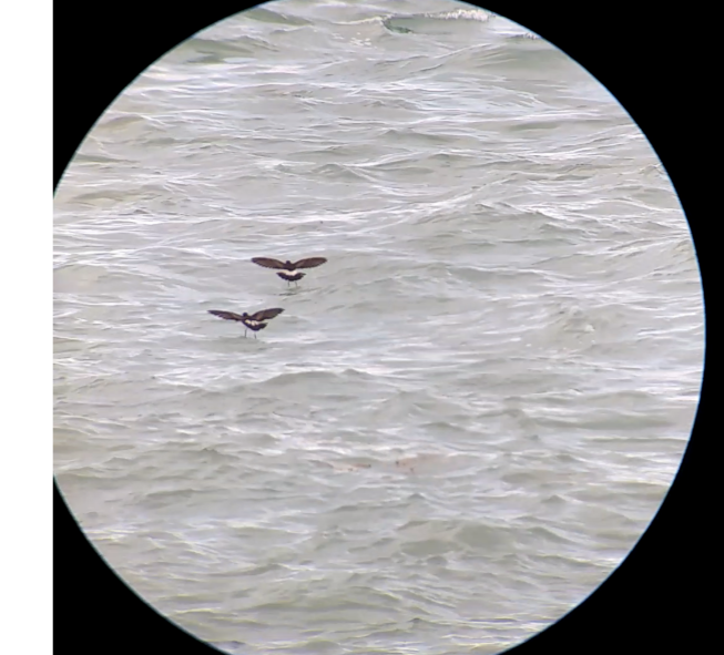 Wilson's Storm-Petrel - ML448136761