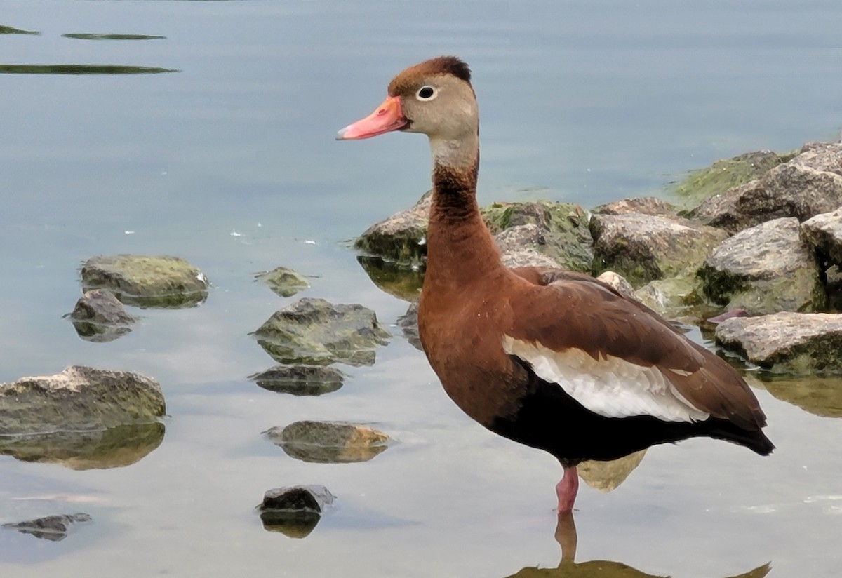 Black-bellied Whistling-Duck - ML448137021