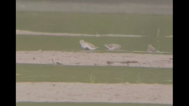 White-rumped Sandpiper - ML448137121