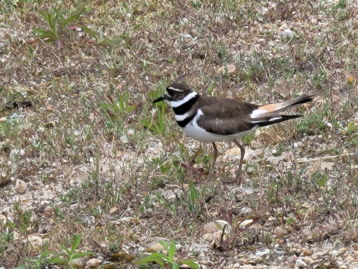 Killdeer - ML448137141