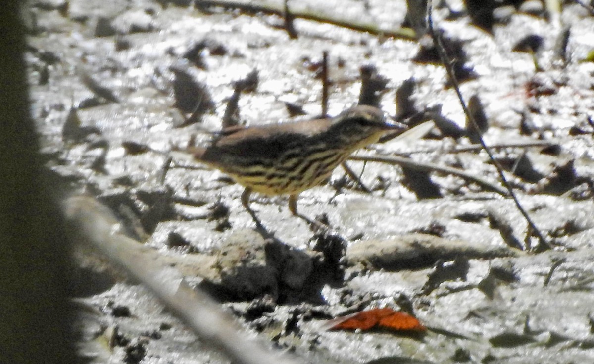 Northern Waterthrush - ML448137941
