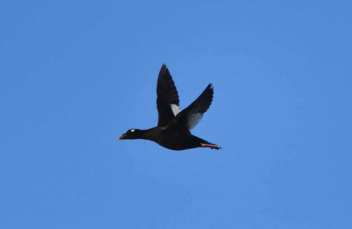 White-winged Scoter - Matthew Garvin