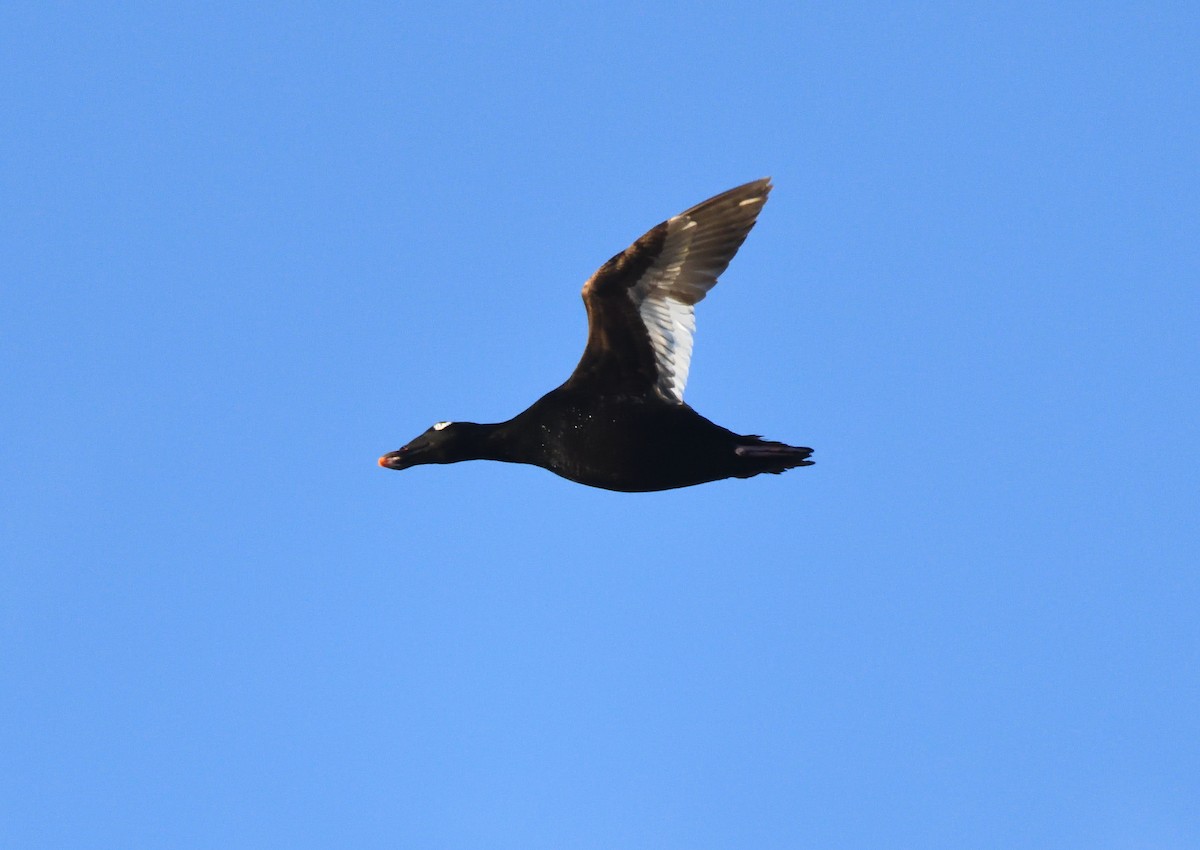 White-winged Scoter - Matthew Garvin