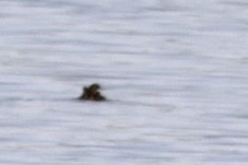 Red-necked Grebe - Ashlyn Rogers