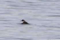 Red-necked Grebe - ML448139221