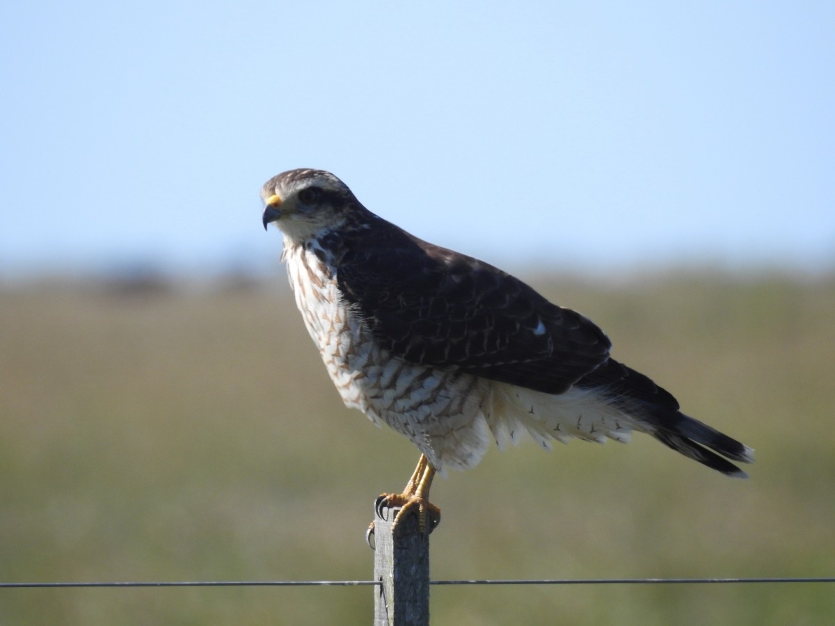 Roadside Hawk - ML448143431