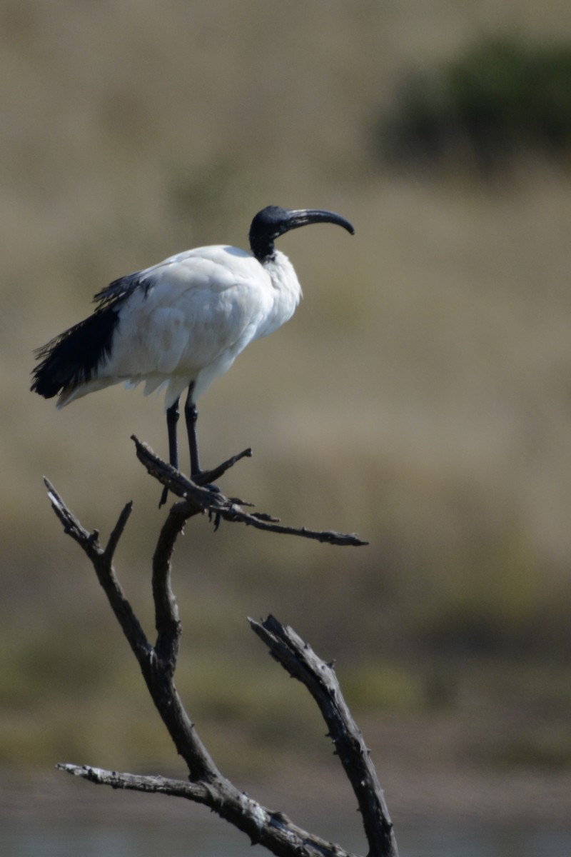 African Sacred Ibis - ML448143701