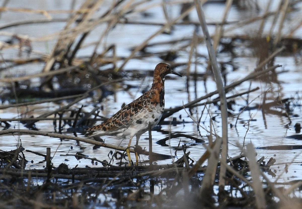 Kampfläufer - ML448144021