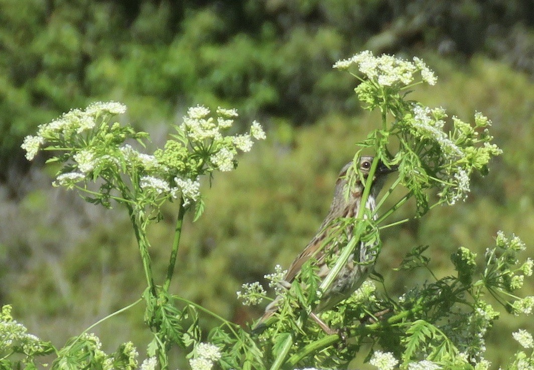 Song Sparrow - ML448144091