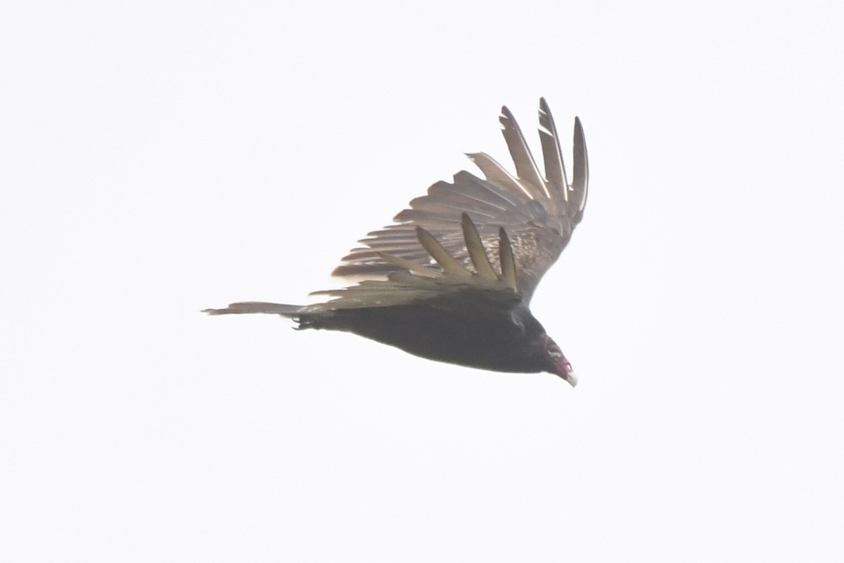 Turkey Vulture - ML448144471