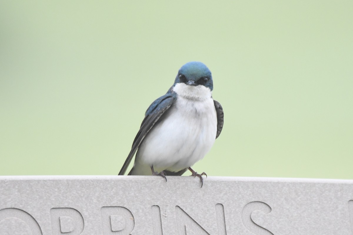 Tree Swallow - ML448144811