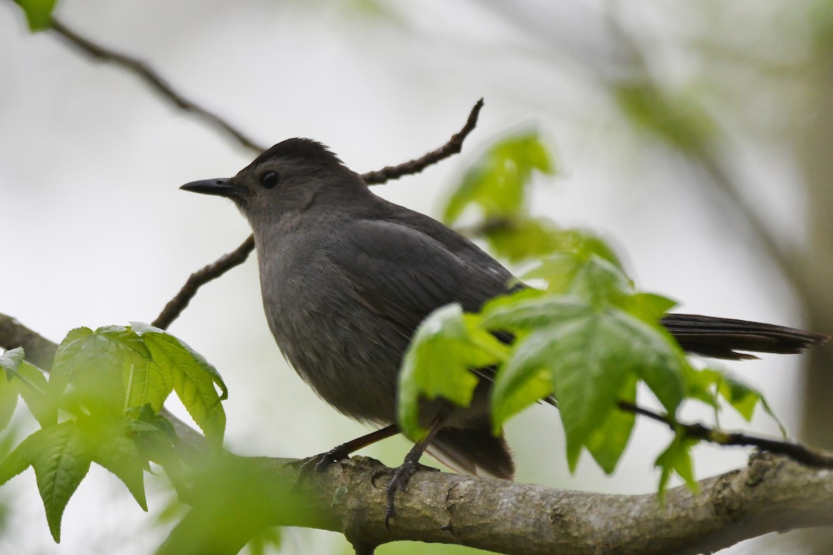 Gray Catbird - ML448145101
