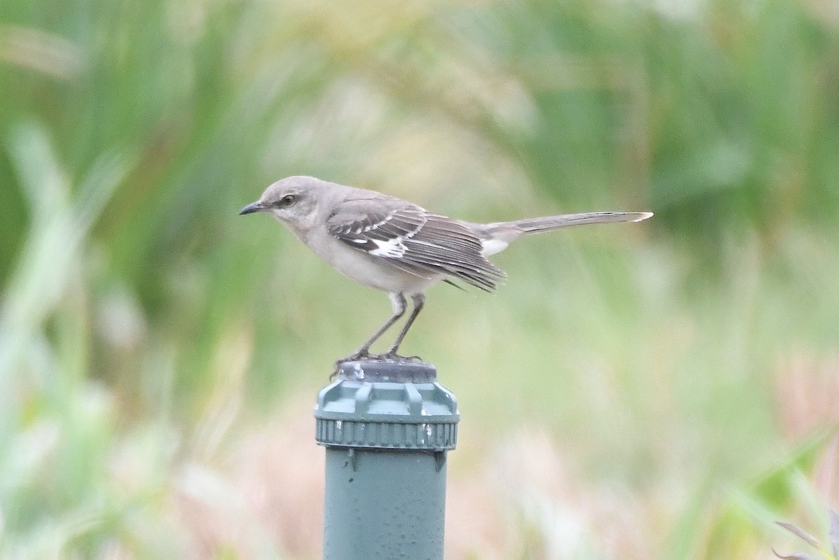 Northern Mockingbird - ML448145161