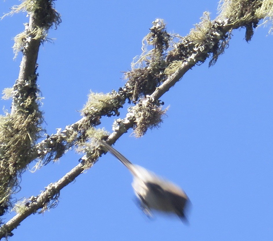 Bushtit - ML448145261