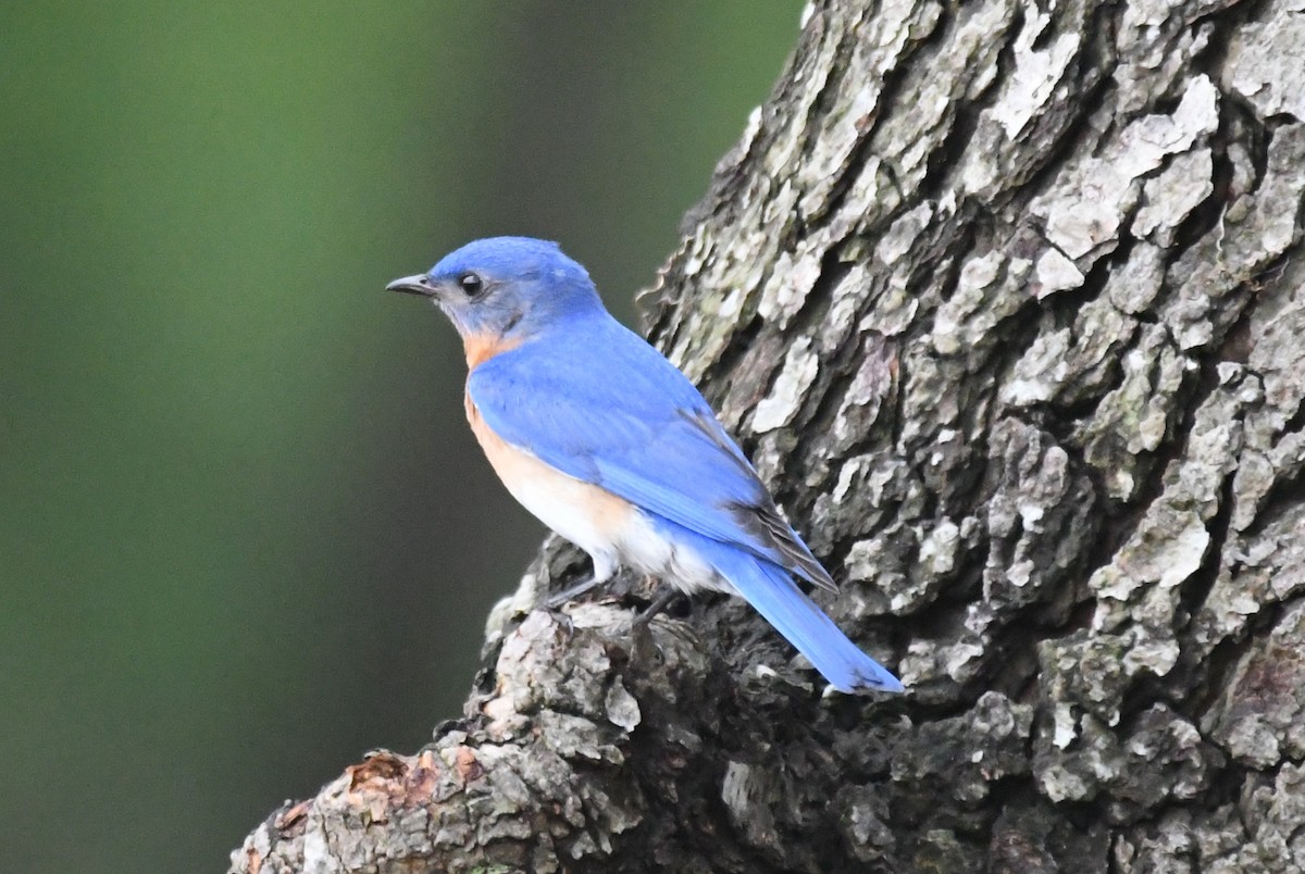 Eastern Bluebird - ML448145271
