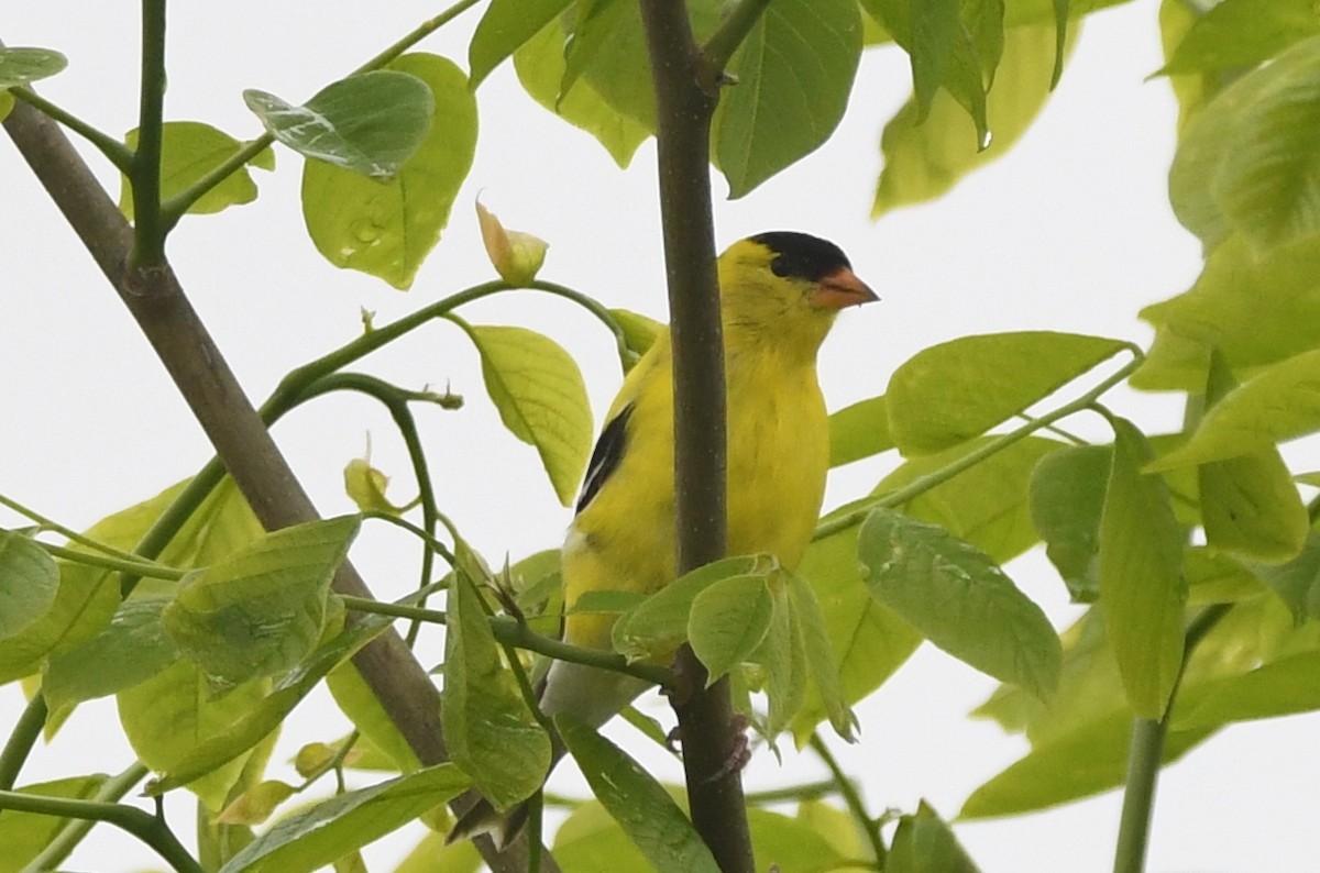 American Goldfinch - ML448145351