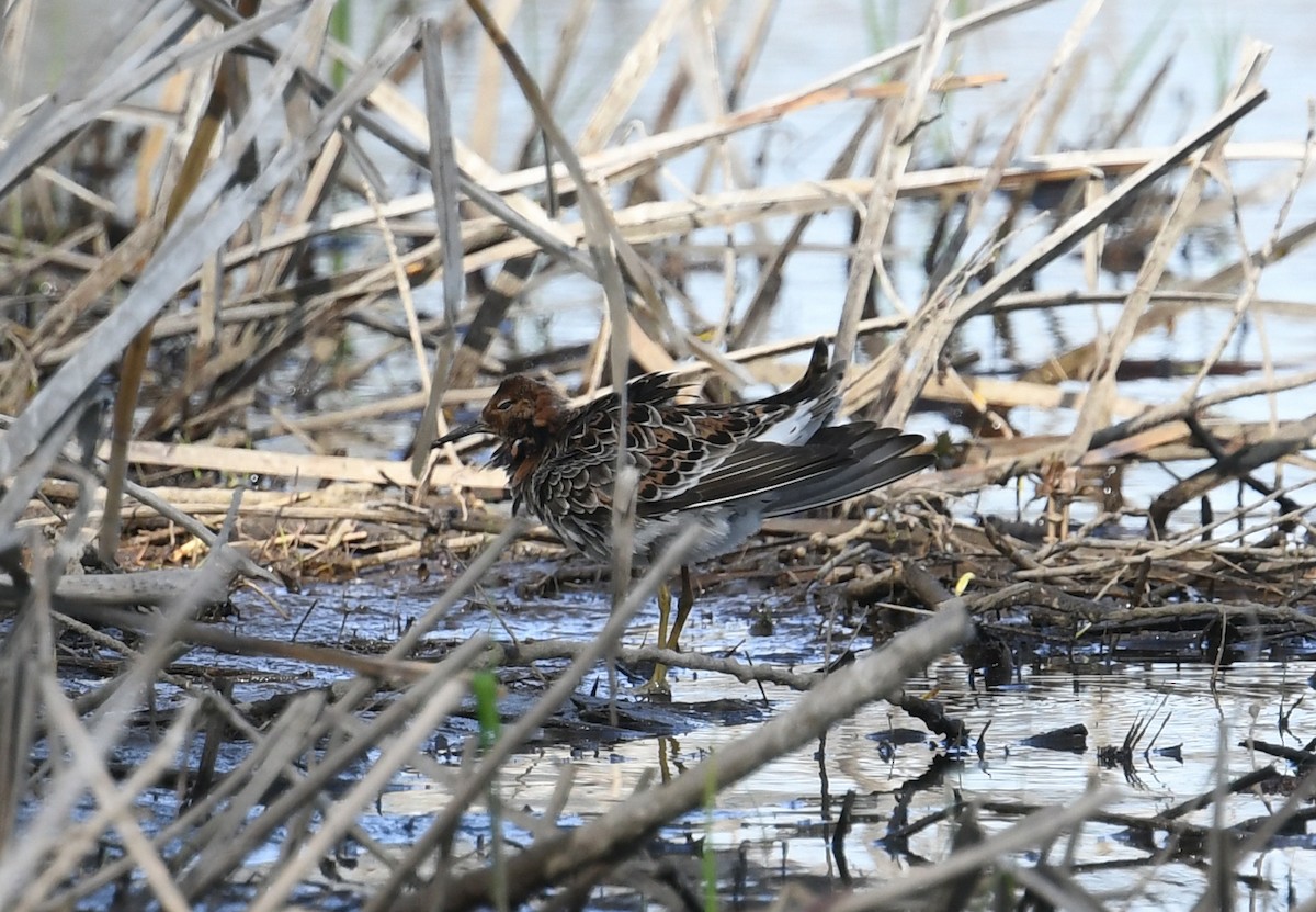 Kampfläufer - ML448145881