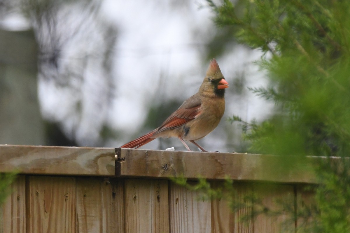 Northern Cardinal - ML448145971