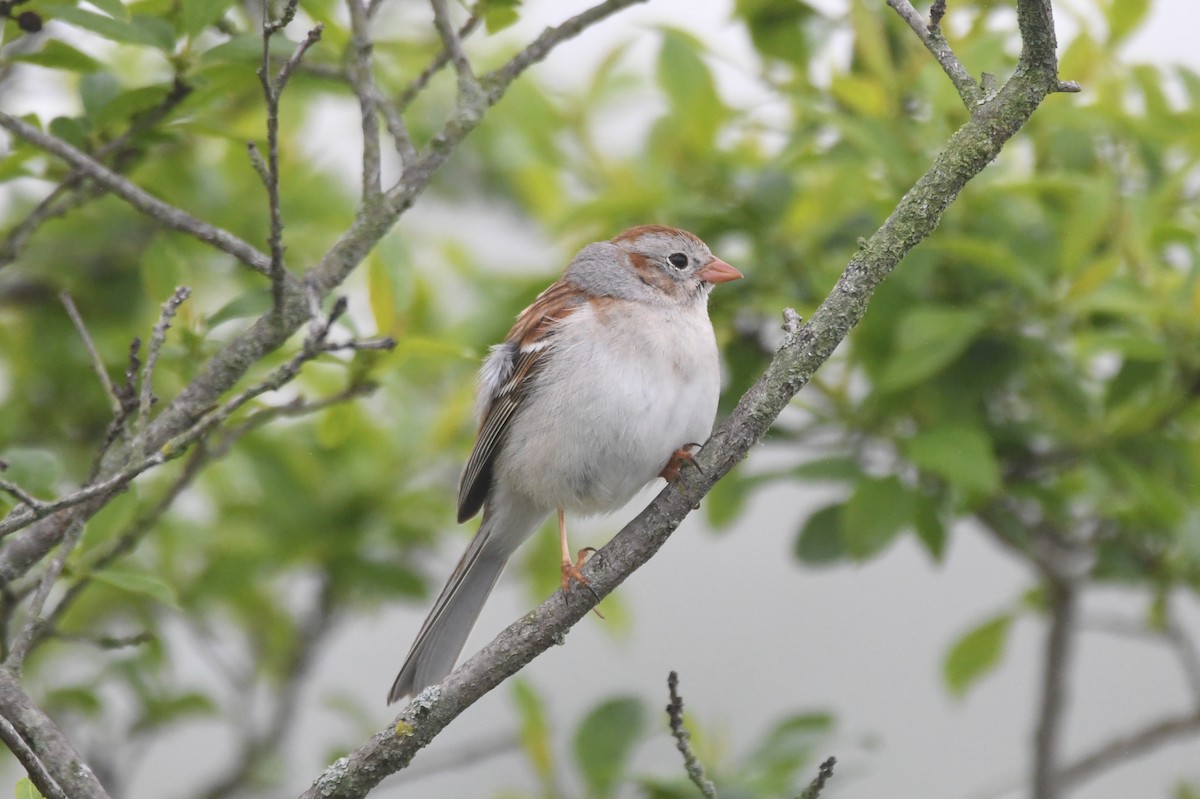 Field Sparrow - ML448146031